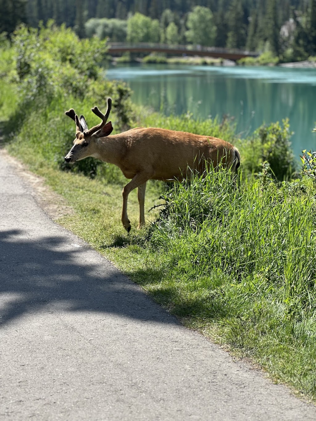 Bike Banff & Banff Scooter Company Rentals and Tours | 327 Railway Ave, Banff, AB T1L 1A0, Canada | Phone: (403) 999-2523