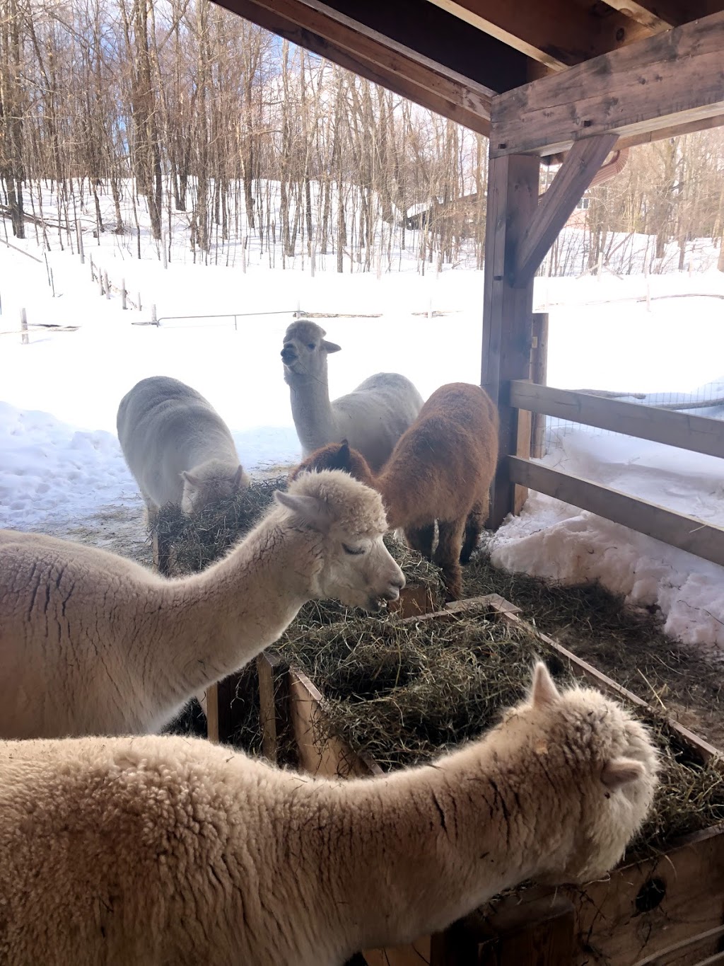 Alpagas Chelsea Alpacas | 1594 Route 105, Chelsea, QC J9B 1P4, Canada | Phone: (819) 459-1626