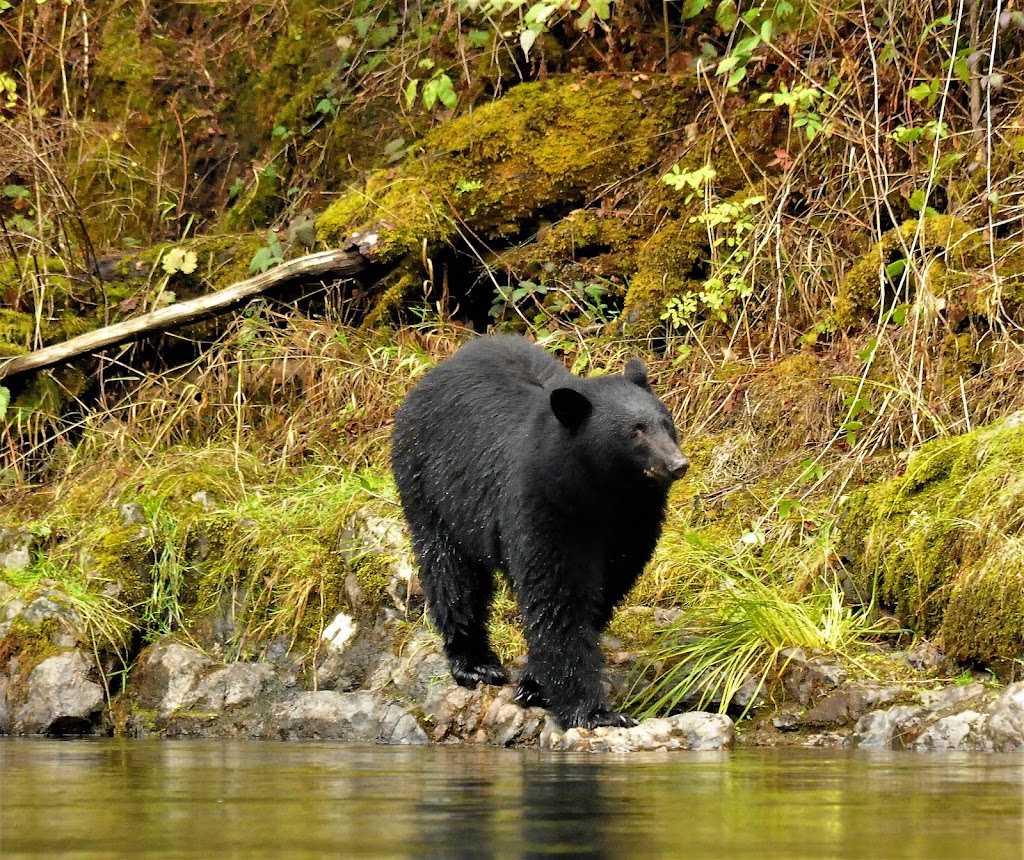 Stamp River Provincial Park | Beaver Creek Rd, Port Alberni, BC, Canada | Phone: (250) 474-1336