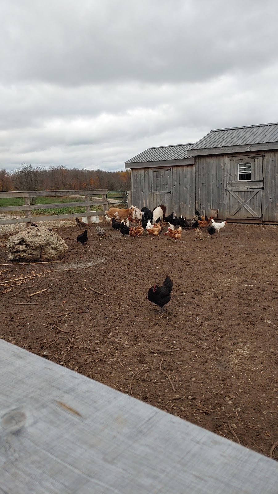 Martins Sweet Farm | 2423 20 Side Rd, Campbellville, ON L0P 1B0, Canada | Phone: (519) 820-8649