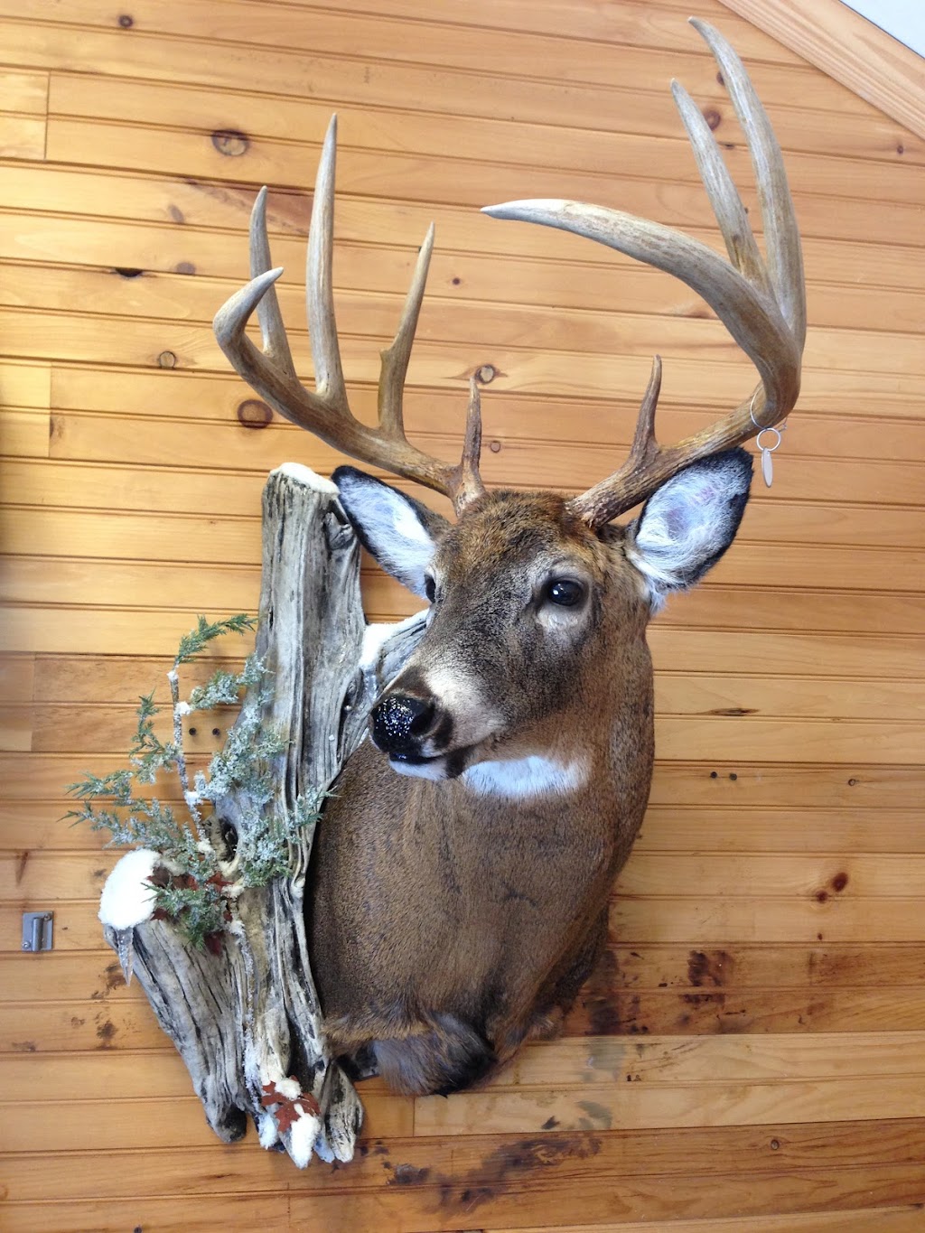 First class taxidermy | 5303 Arisaig Hwy 245, Antigonish, NS B2G 2L1, Canada | Phone: (902) 863-3640