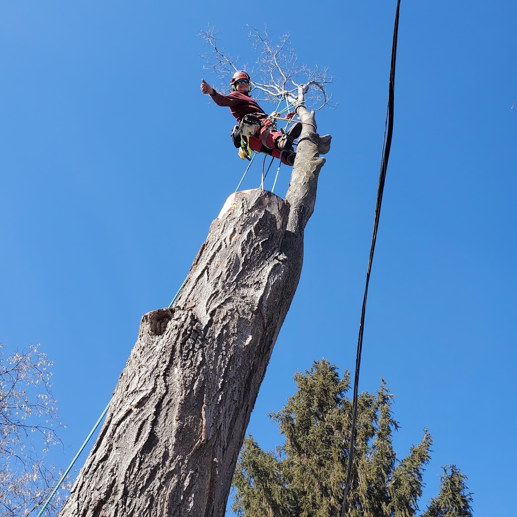 County Arborists Inc. | 106 Gardenville Rd, Carrying Place, ON K0K 1L0, Canada | Phone: (613) 969-6788