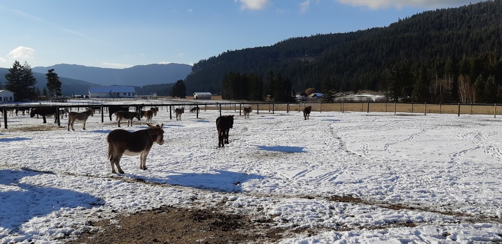 Turtle Valley Donkey Refuge | 7877 Skimikin Rd, Chase, BC V0E 1M1, Canada | Phone: (250) 679-2778