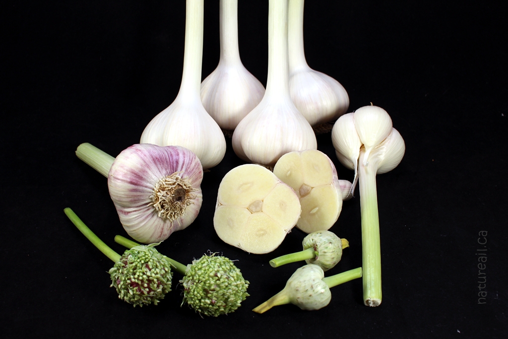 Jardin Nature Ail Garlic | 729 QC-255, Dudswell, QC J0B 1G0, Canada | Phone: (819) 388-1309