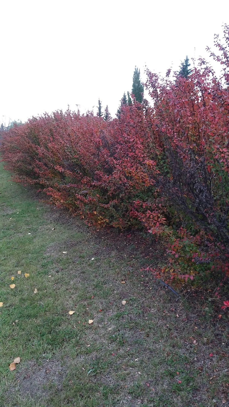 Annie May Jackson Park | Jackson Rd NW, Edmonton, AB T6L 7H2, Canada