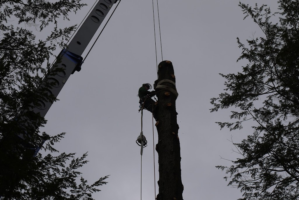 La Cime Arboriculture | 175 Rue Denis, Waterville, QC J0B 3H0, Canada | Phone: (819) 342-9242