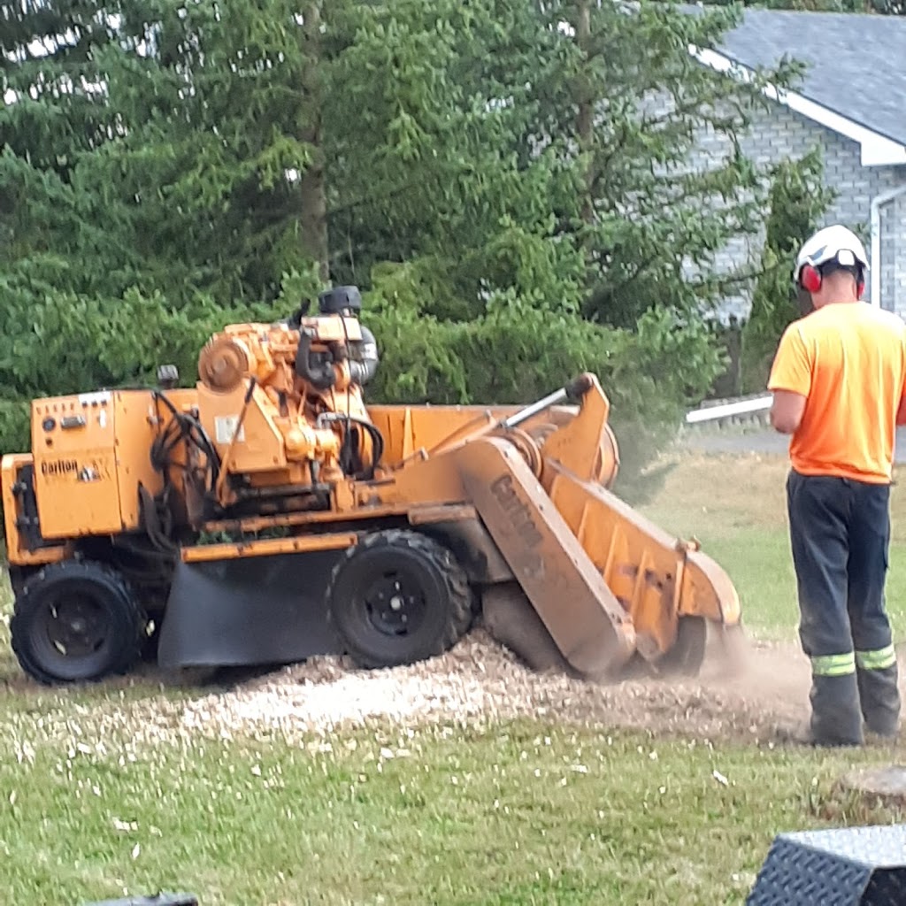 Loves Tree Removal | 60 Boyd Rd, Marmora, ON K0K 2M0, Canada | Phone: (613) 473-0628