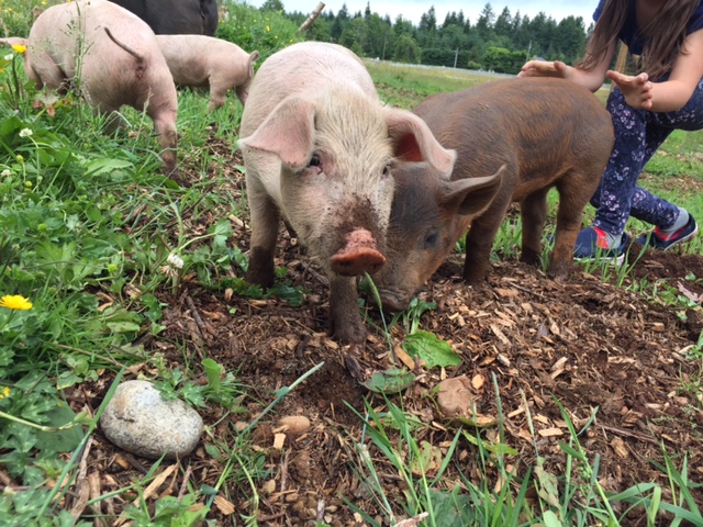 Morgan Creek Farm | 2377 E Wellington Rd, Nanaimo, BC V9R 6V7, Canada | Phone: (250) 616-9787