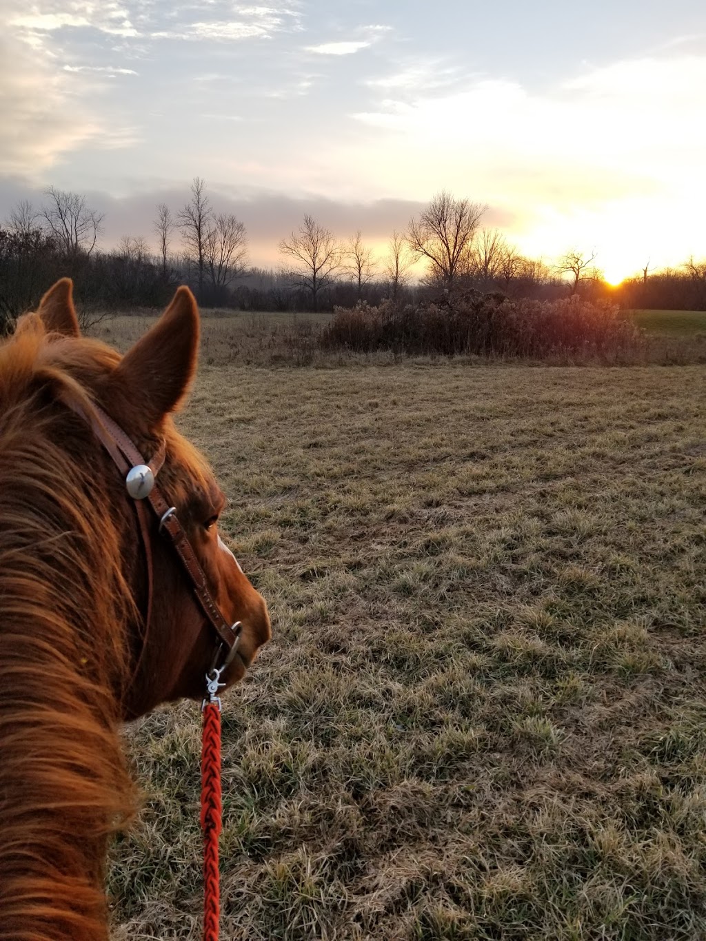 Dragonfly Equestrian | 2020 Safari Rd, Cambridge, ON N1R 5S2, Canada | Phone: (416) 799-5090