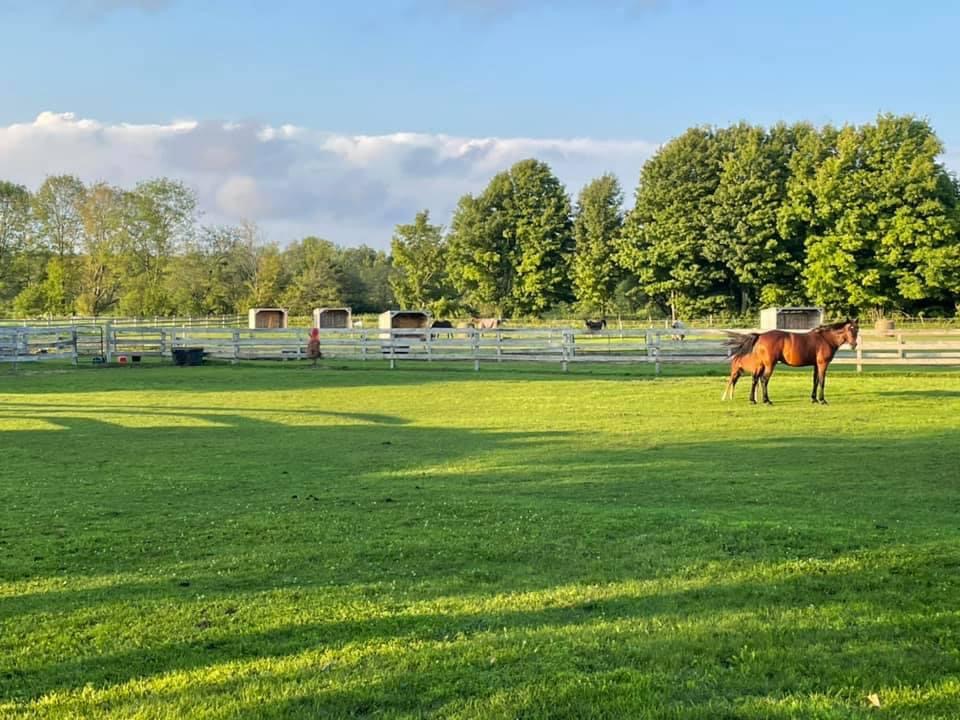 BelleVue Stables | 40 Concession Rd 15 E, Township Of Tiny, ON L9M 0N6, Canada | Phone: (705) 427-4087