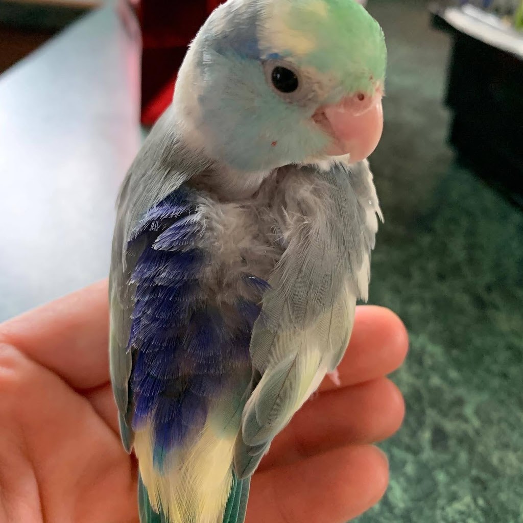 Seguins Parrotlets and Pets | 9516 Walker Rd, McGregor, ON N0R 1J0, Canada | Phone: (519) 819-1538