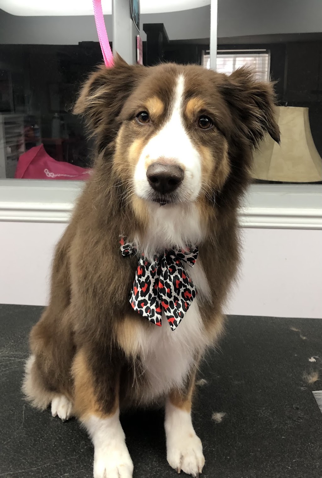 Doggie Styles Pet Grooming | 1346 Dequincy Crescent, Burlington, ON L7P 1E4, Canada | Phone: (905) 630-9113