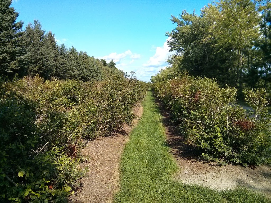 Bleuetière Le Rêve Bleu | 386 Rang de la Presquîle, Saint-Damase, QC J0H 1J0, Canada | Phone: (450) 772-6309