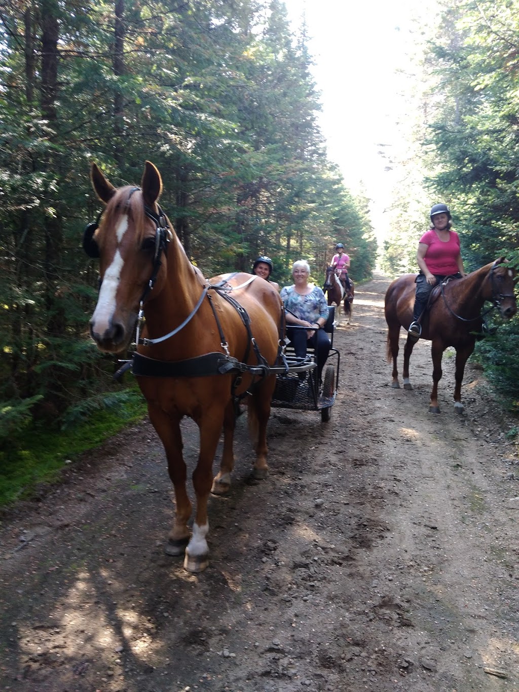 Initiation Aux Chevaux (Pension) | 154 Grand Rang, Saint-Basile, QC G0A, Canada | Phone: (418) 284-4561