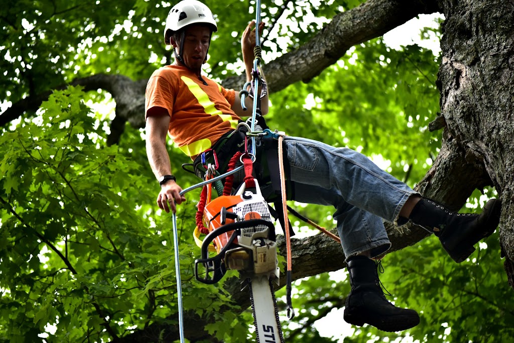 Grenacres Tree Removal Services, Arborist Services | 12698 2 Line, Campbellville, ON L0P 1B0, Canada | Phone: (647) 995-7010