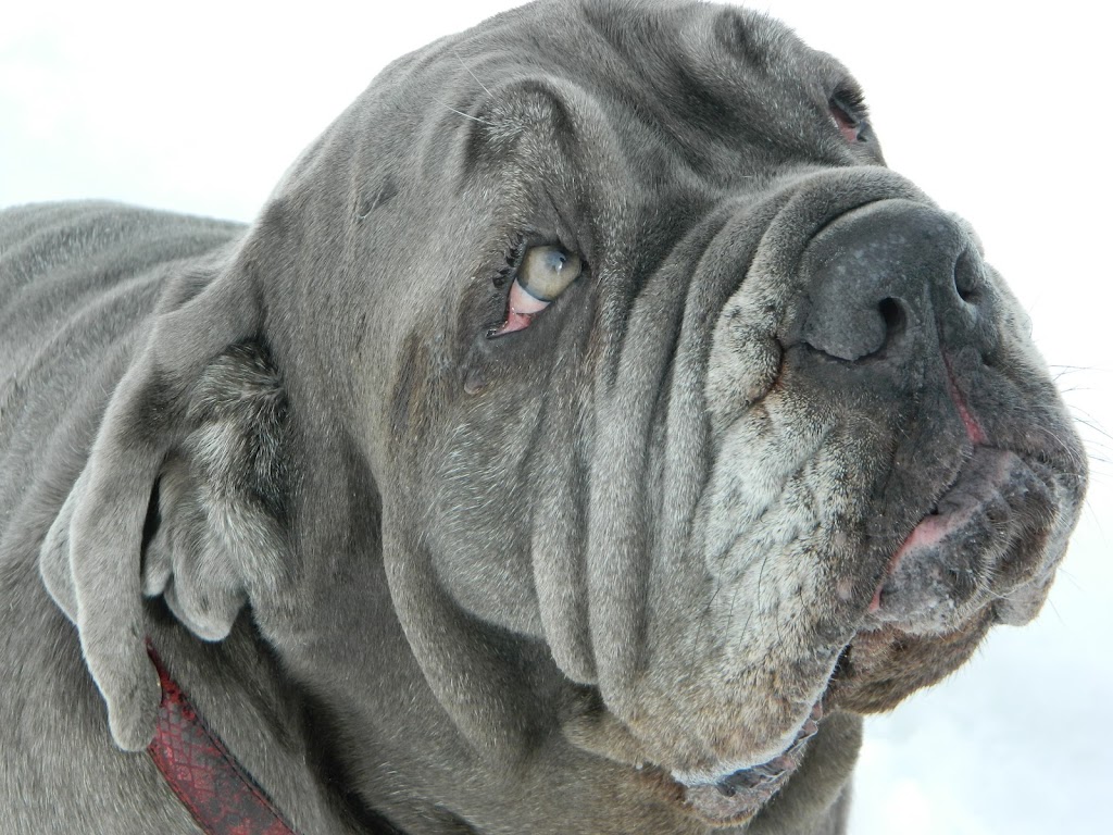 VALLEY MASTIFF RESCUE | 370 Chem. Cléo-Fournier, Duclos, QC J0X 1S0, Canada | Phone: (819) 661-4726