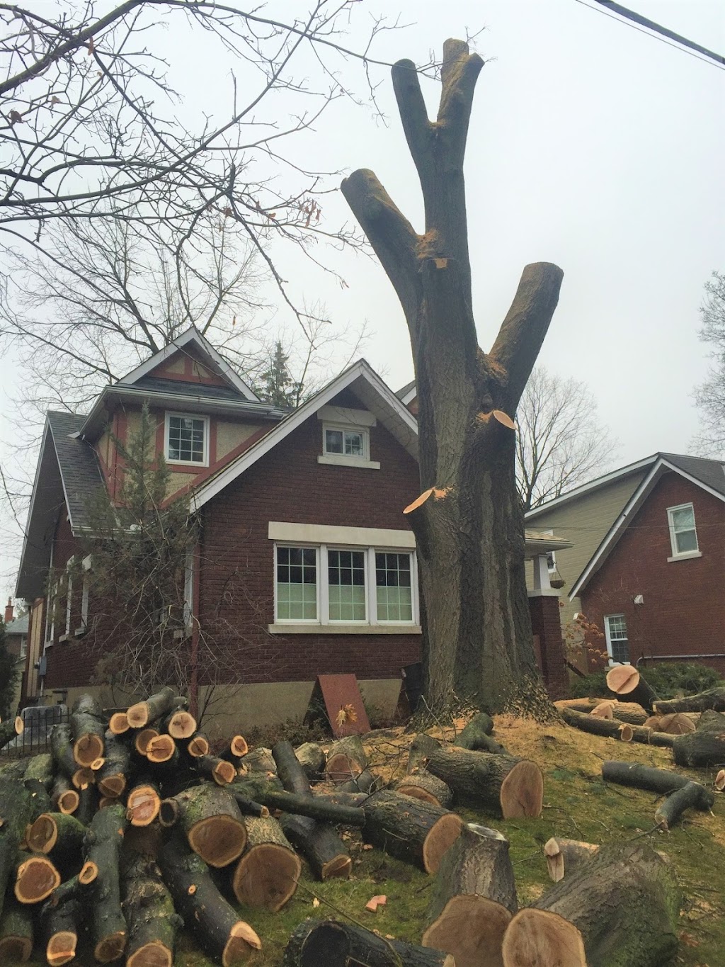 Smiths Falls Elite Tree Services | 138 Queen St, Smiths Falls, ON K7A 3N6, Canada | Phone: (613) 301-9095