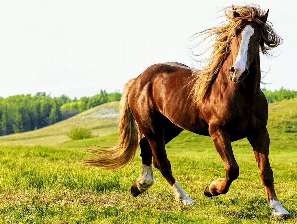 Equestrian Center Ste-Foy | 1240 Rang St Ange, Québec, QC G2G 0E1, Canada | Phone: (418) 872-9568