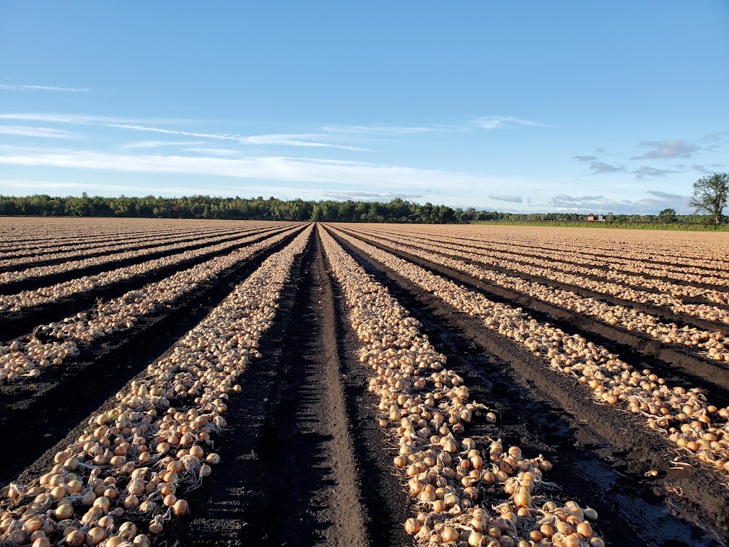 Ferme Hotte et Van Winden Inc | 316 Rang Saint-André, Napierville, QC J0L 1L0, Canada | Phone: (450) 245-3433