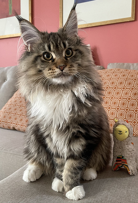 Adora Coon. Maine Coon Cattery | River Rd E, Wasaga Beach, ON L9Z 2M1, Canada | Phone: (416) 837-8537