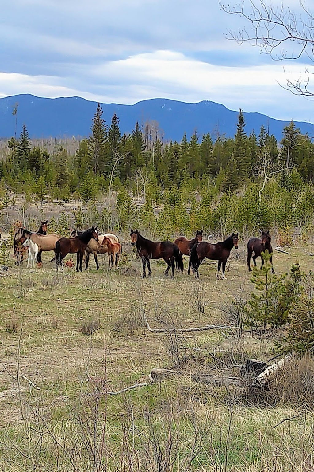 Meadow Lake Guest Ranch | Meadow Lake Rd, Clinton, BC V0K 1K0, Canada | Phone: (833) 238-1200