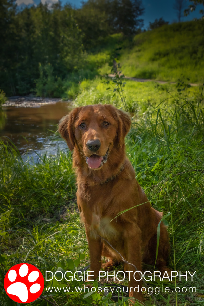 Doggie Photography | 160 Kulawy Dr NW, Edmonton, AB T6L 6Y9, Canada | Phone: (780) 966-1941