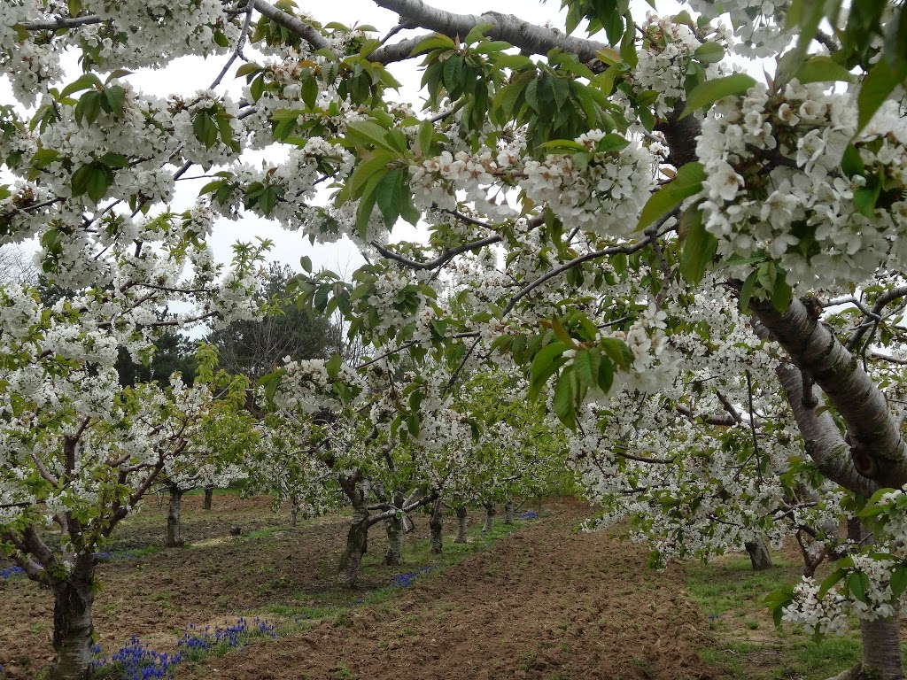 Parkway Orchards | 15000 Niagara Pkwy, Niagara-on-the-Lake, ON L0S 1J0, Canada | Phone: (905) 262-5097