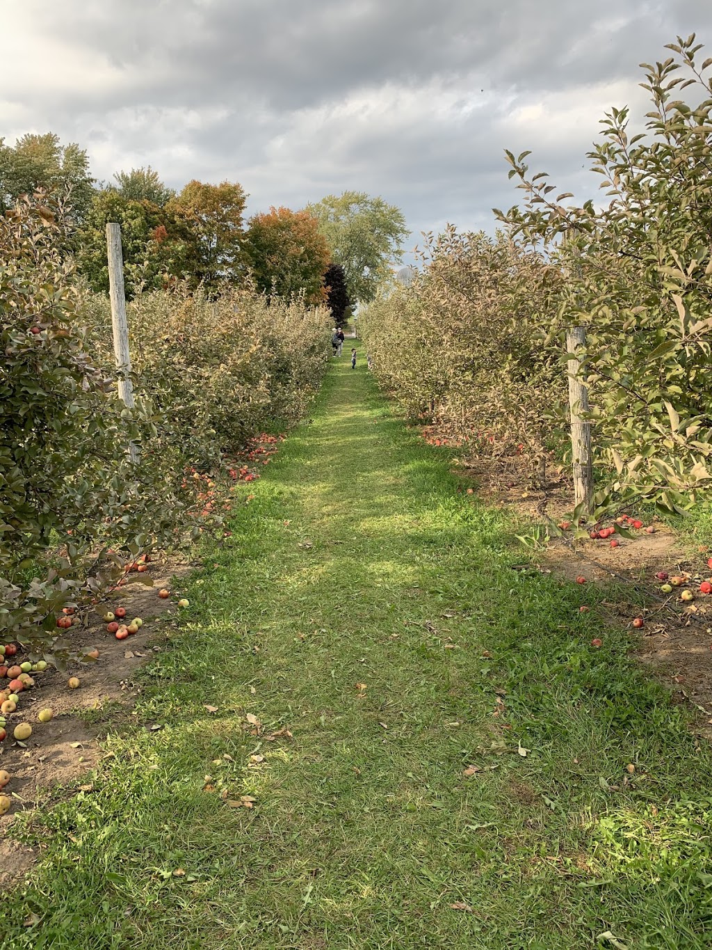 Homestead Orchards | 3961 Old Homestead Rd, Sutton, ON L0E 1R0, Canada | Phone: (905) 722-5325