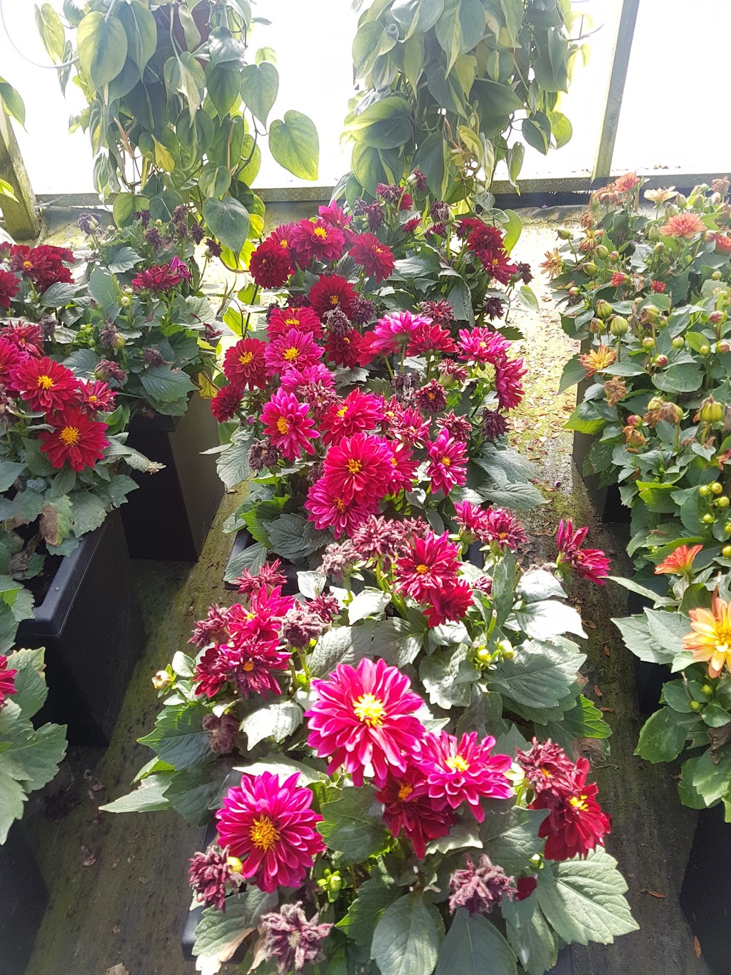 Trillium Hill Greenhouses | 471 Main St W, Grimsby, ON L3M 1T4, Canada | Phone: (905) 945-6336