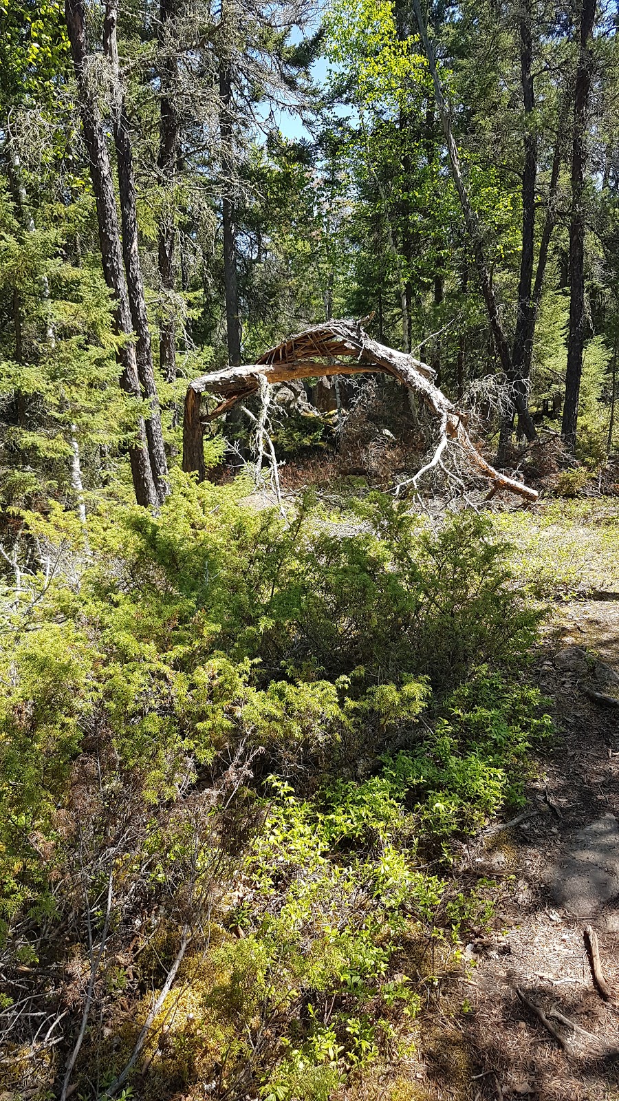 High Lake eco cabin service trail | 200 Ridge Rd, Falcon Beach, MB R0E 0N0, Canada | Phone: (204) 349-8273