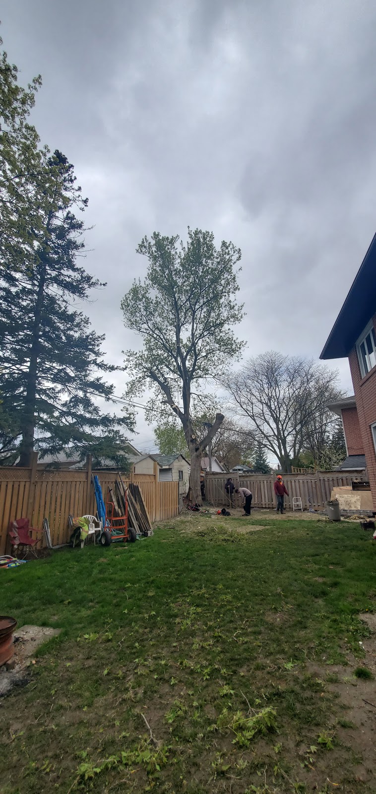 Al Miley Arborist | Tree Removal Toronto | 203 Toryork Dr, North York, ON M9L 1Y2, Canada | Phone: (416) 749-3723