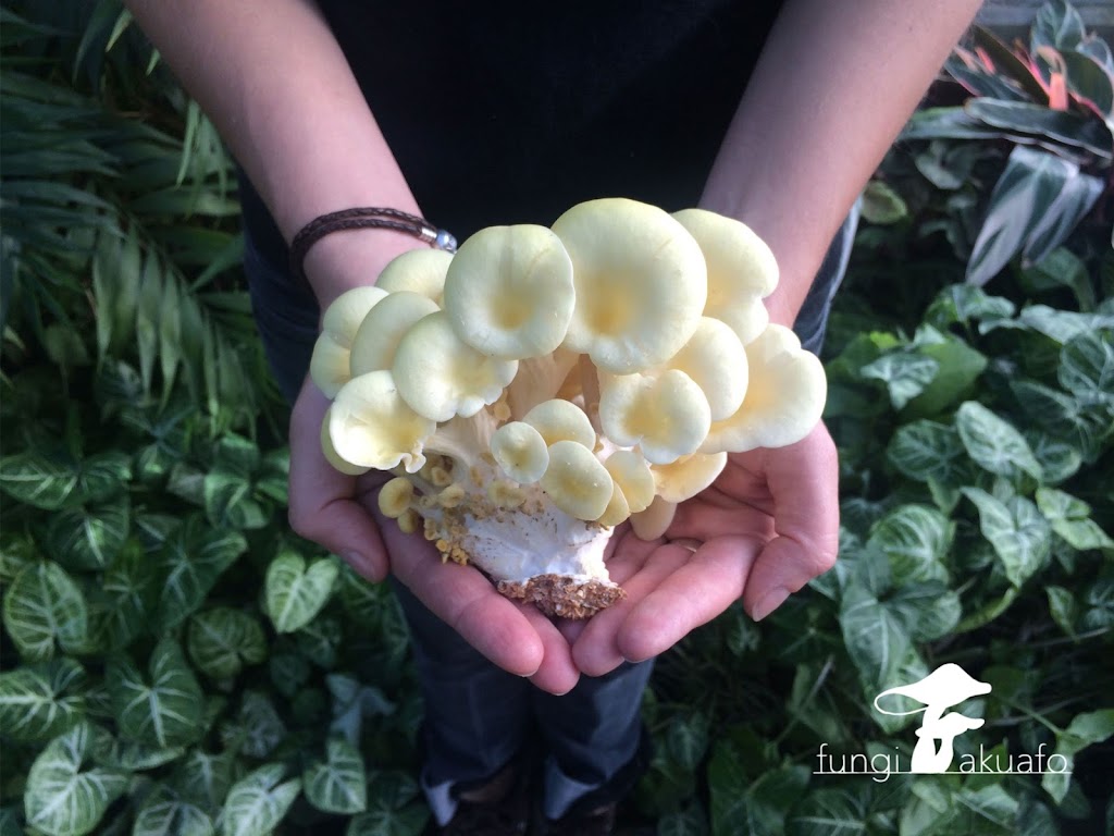 Fungi Akuafo Inc | 6170, Township Rd 314, AB T0M 1X0, Canada | Phone: (587) 601-5880