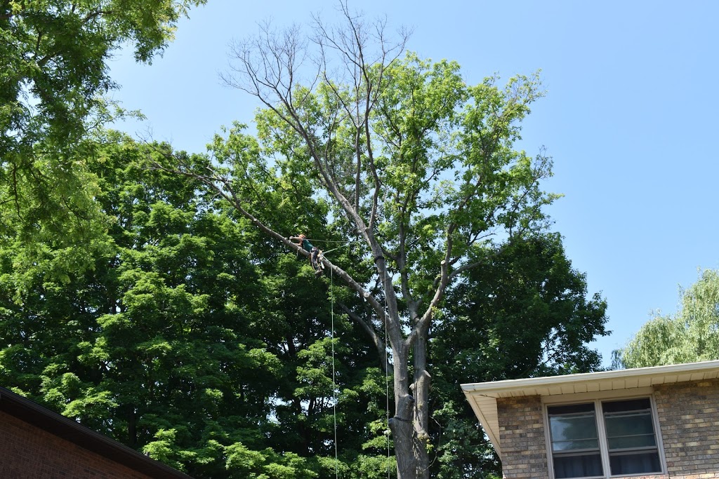 Westwood Tree Care | 1026 Britannia Rd, Burlington, ON L7P 0G1, Canada | Phone: (905) 818-1505