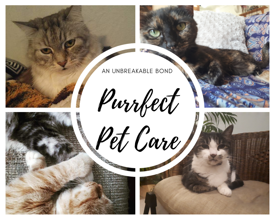 Purrfect Pet Care | 14966 83a Ave, Surrey, BC V3S 7S2, Canada | Phone: (778) 952-0045