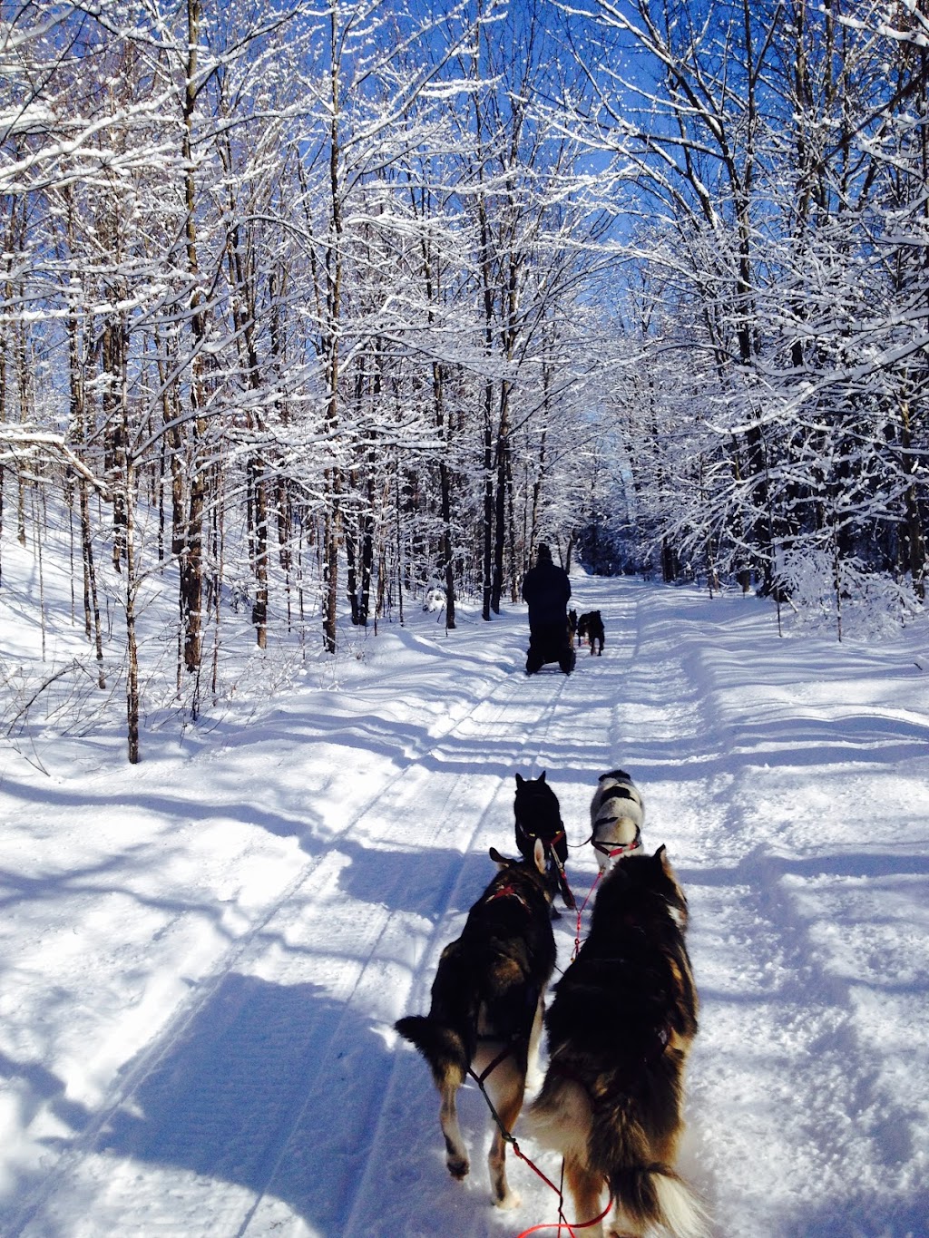 Ranch Canin Manitou | 1030 QC-352, Sainte-Thècle, QC G0X 3G0, Canada | Phone: (418) 507-6668