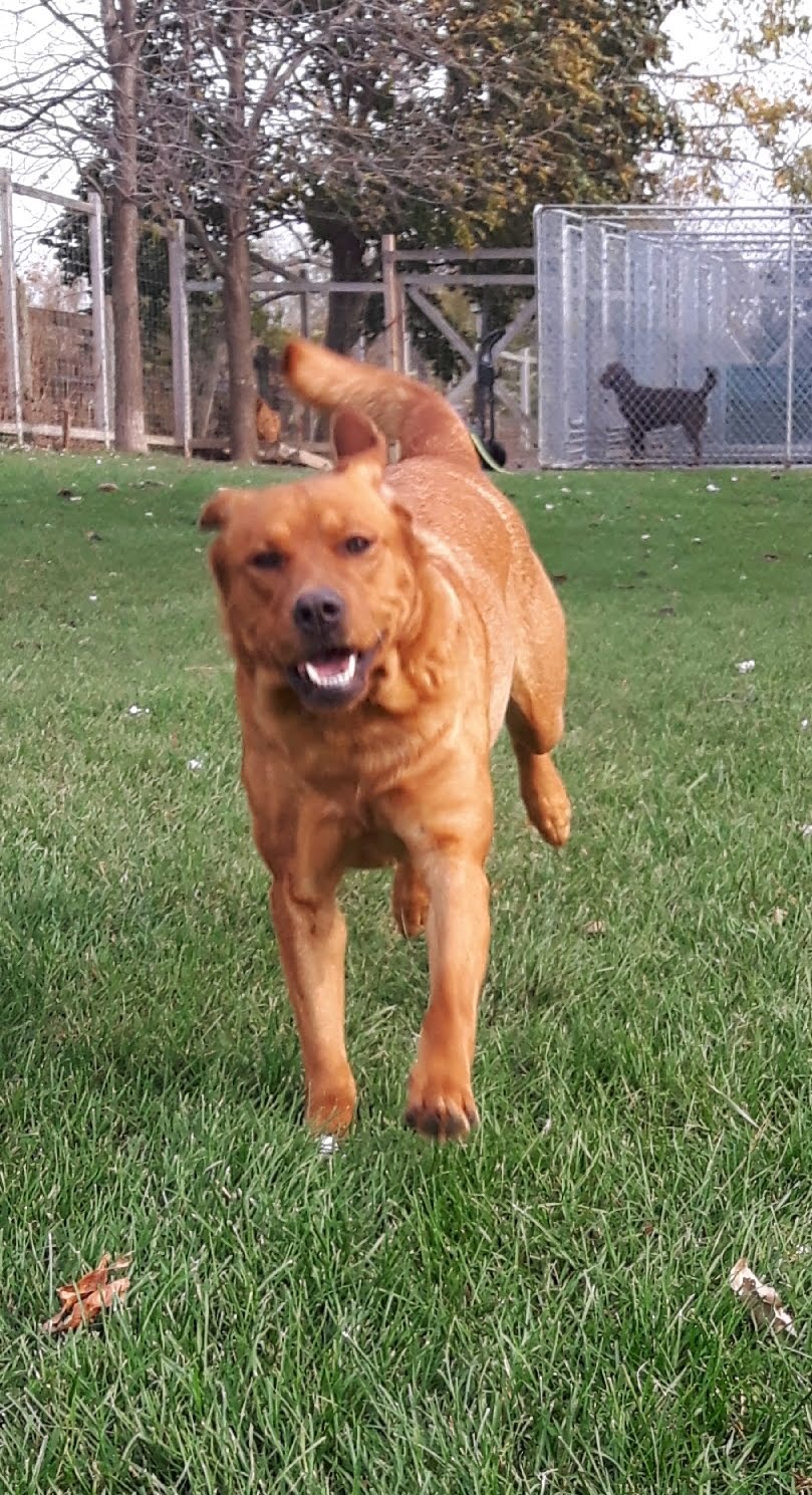 New Scotland Kennels | 20893 Lagoon Rd, Blenheim, ON N0P 1A0, Canada | Phone: (519) 784-1287