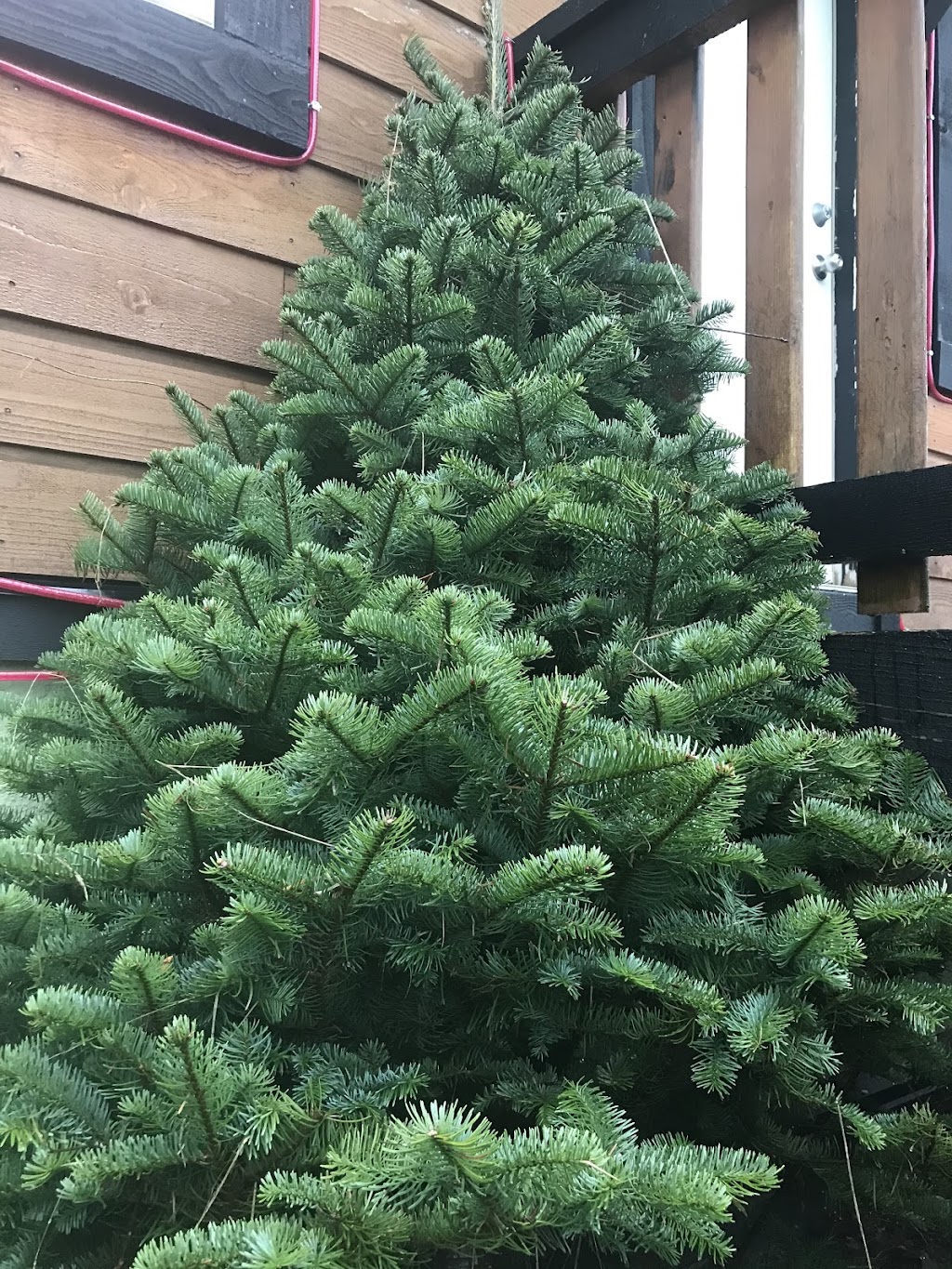 Gogos Christmas Tree Lot | 55 Pryde Ave, Nanaimo, BC V9S 4R5, Canada | Phone: (250) 816-8373