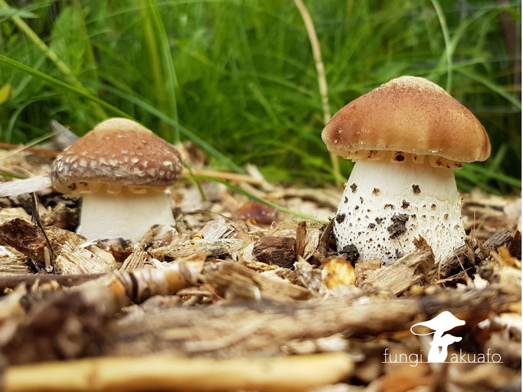 Fungi Akuafo Inc | 6170, Township Rd 314, AB T0M 1X0, Canada | Phone: (587) 601-5880