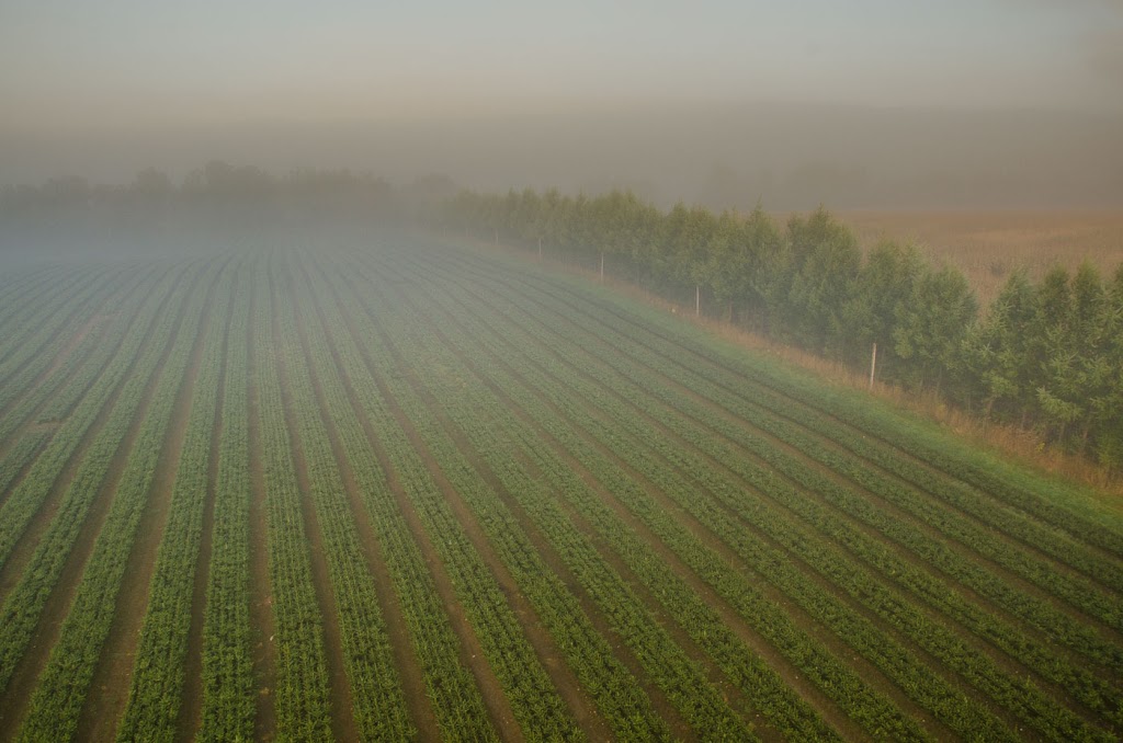 Downey Tree farm & Nursery | 6196 Chem. North, Hatley, QC J0B 4B0, Canada | Phone: (819) 566-0319