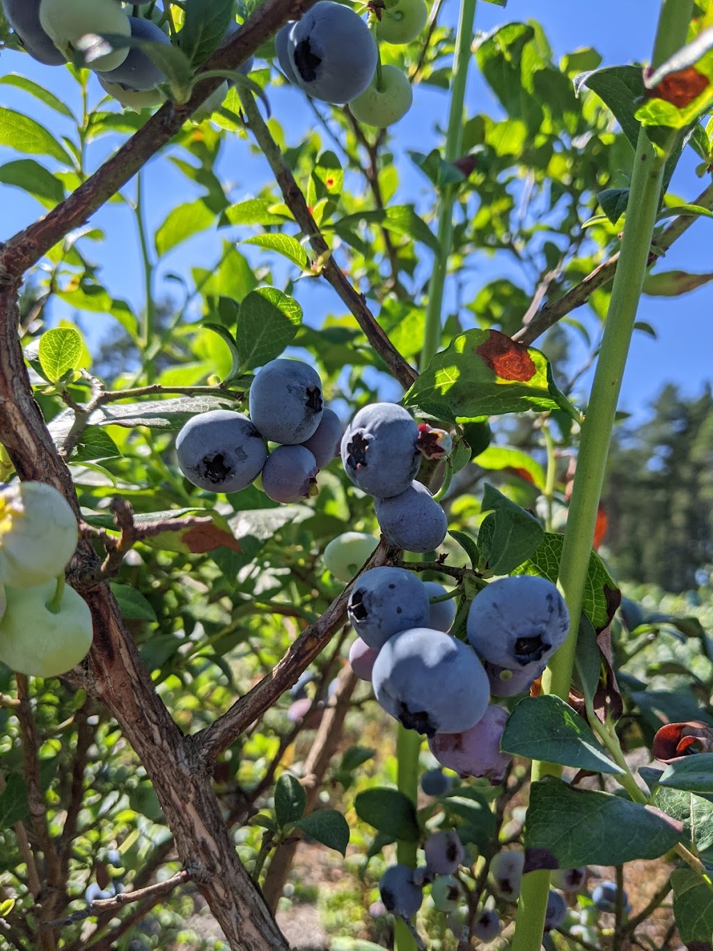 AJM Farming (Blueberry Farm) | 8471 No 5 Rd, Richmond, BC V6Y 2V5, Canada | Phone: (778) 683-0017