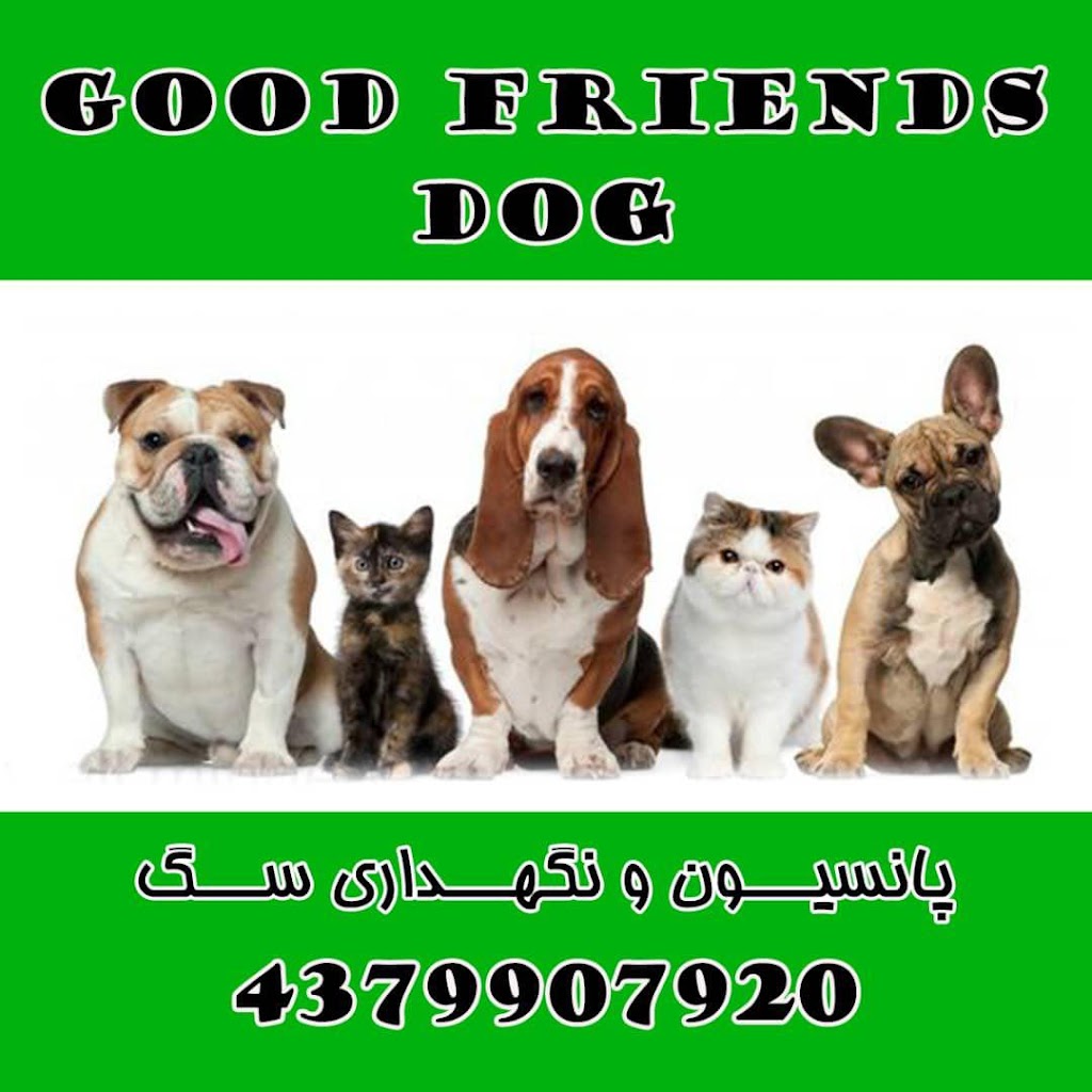 Dog Friends Good | 43 Palmer Ave, Richmond Hill, ON L4C 1N6, Canada | Phone: (437) 990-7920