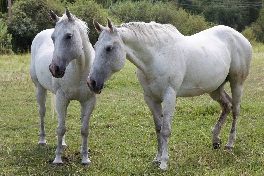 Freedoms Gate Equine Rescue Society | 4730 44 Ave NW, Salmon Arm, BC V1E 3A7, Canada | Phone: (250) 515-1056