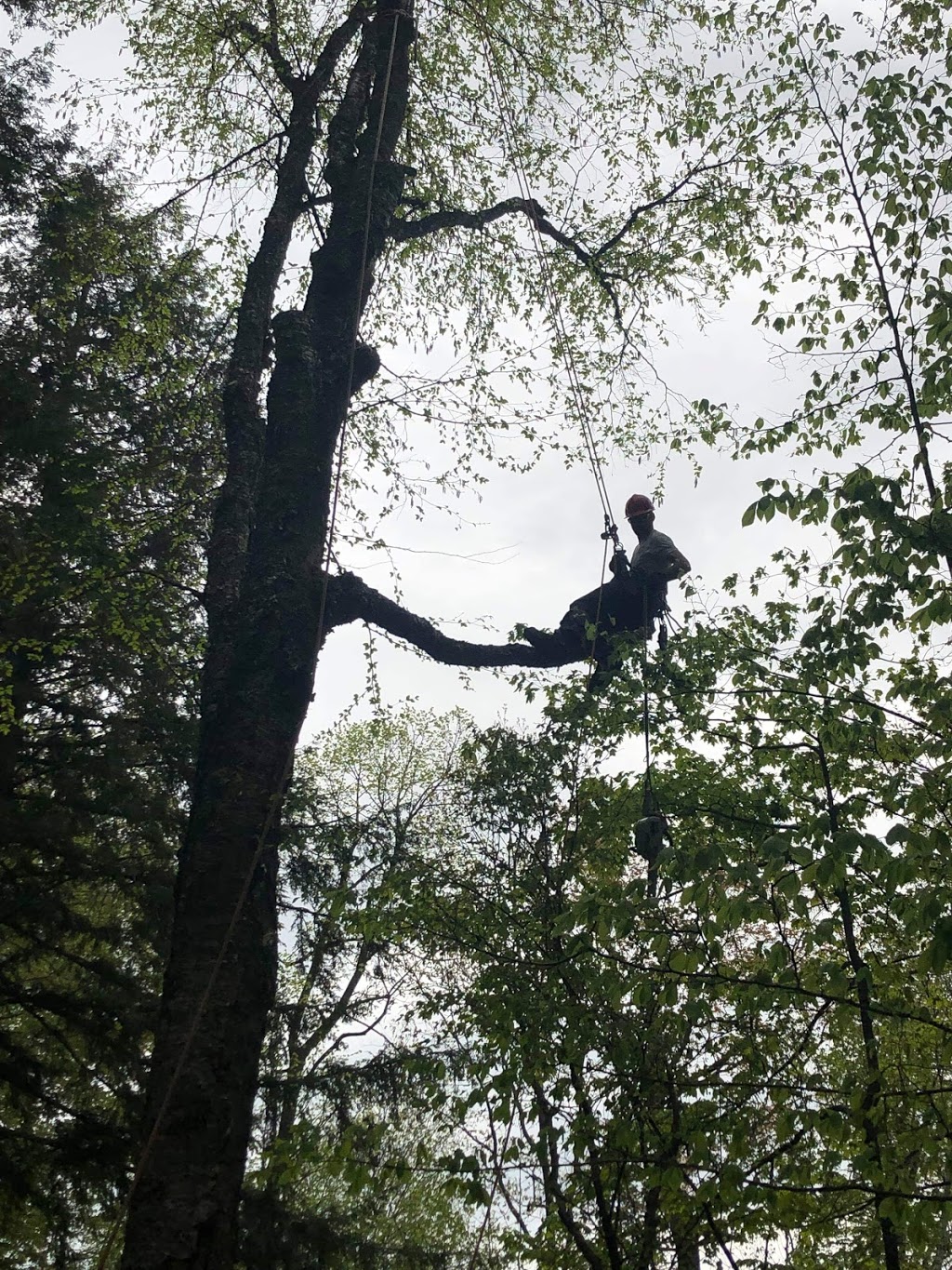 Skeletonizer Tree Services | 1088 St Peters Rd, Algonquin Highlands, ON K0M 1J1, Canada | Phone: (705) 457-8732