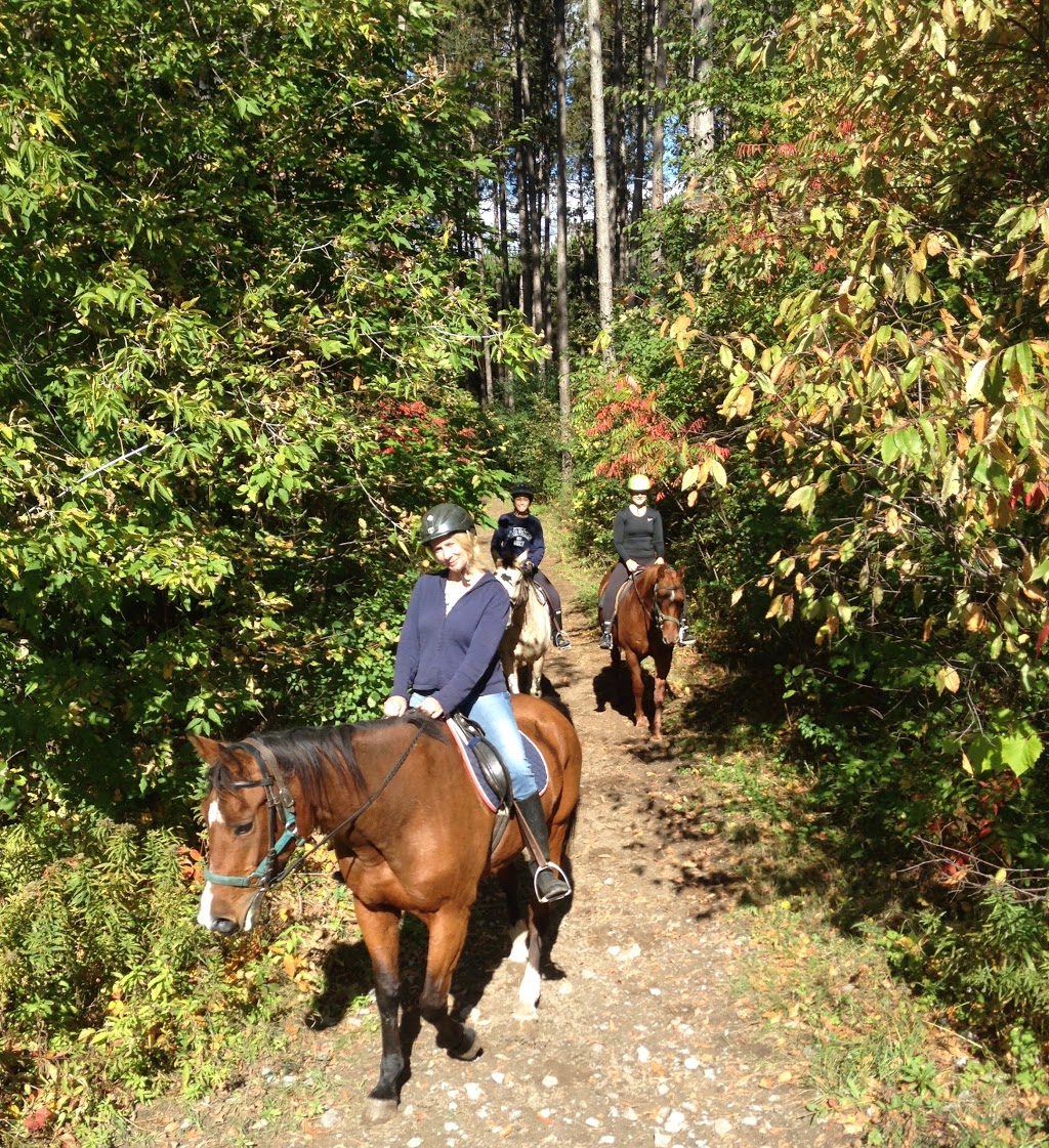 Faith Equine Connection | 4981 Vivian Rd, Cedar Valley, ON L0G 1E0, Canada | Phone: (905) 252-3724