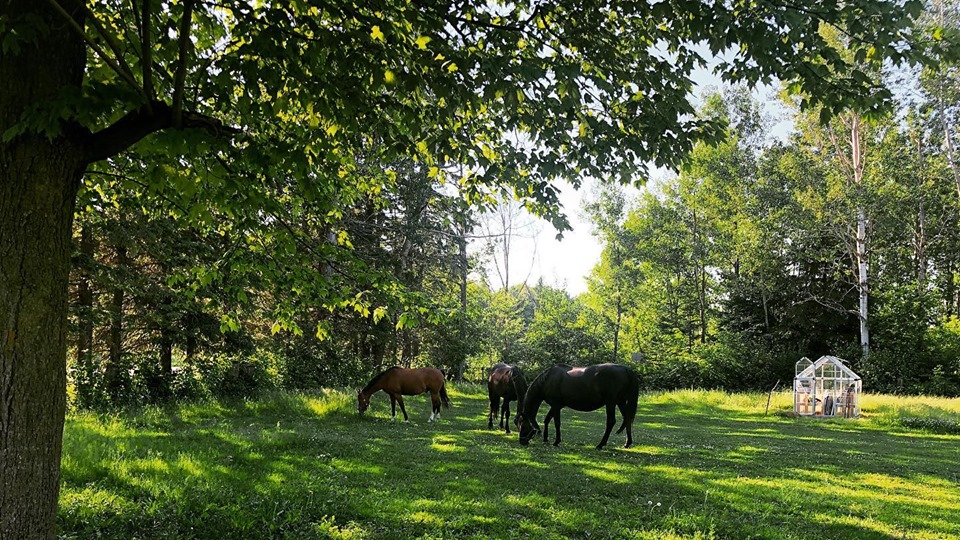 Centaur Riding School | 3845 Frank Kenny Rd, Navan, ON K4B 1H9, Canada | Phone: (613) 835-2237