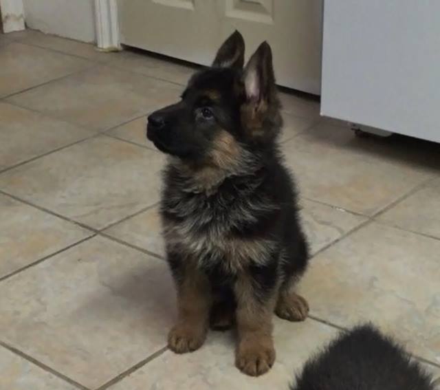 Millview German Shepherds | 58 Millview Crescent, Etobicoke, ON M9W 3K5, Canada | Phone: (416) 742-5134