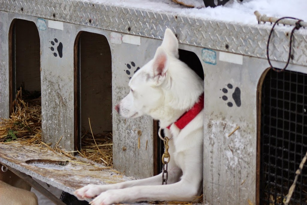 Kearney Dog Sled Races | 8 Main St, Kearney, ON P0A 1M0, Canada | Phone: (705) 636-7752