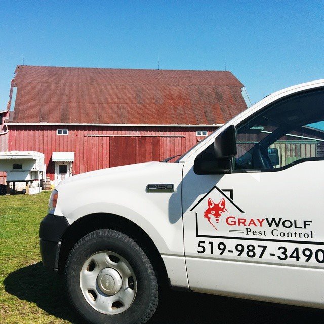 Gray Wolf Pest Control | Canada, 6630 St Michaels Dr, Windsor, ON N9J 3G7, Canada | Phone: (519) 987-3490