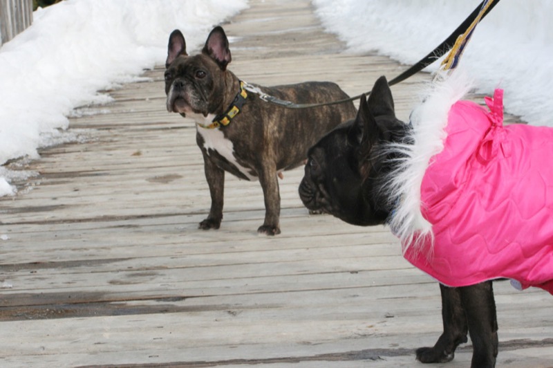 Bullmarket - French Bulldog Breeders Since 1989 | Durham, ON N0G 1R0, Canada | Phone: (519) 369-4410