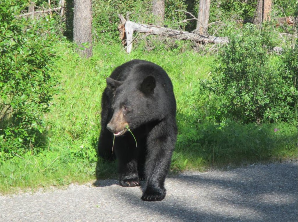 Banff Bear Bed And Breakfast | 108 Otter St, Banff, AB T1L 1B3, Canada | Phone: (403) 431-2997